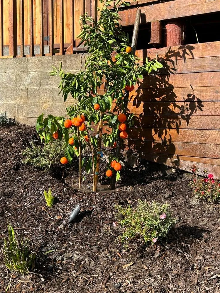 Expert yard cleanup service in San Mateo, CA by Landscaping by Christian