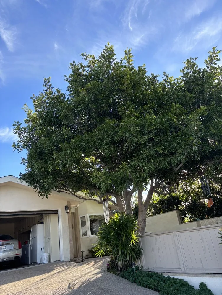 Affordable garden landscaping in San Clemente, CA by Landscaping By Cruz Tree Services