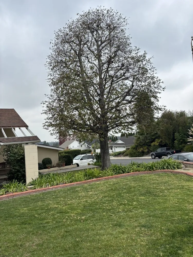 Reliable garden landscaping in San Clemente, CA by Landscaping By Cruz Tree Services