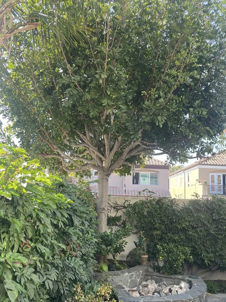 Trusted landscaping services for beautiful yards in San Clemente, CA by Landscaping By Cruz Tree Services