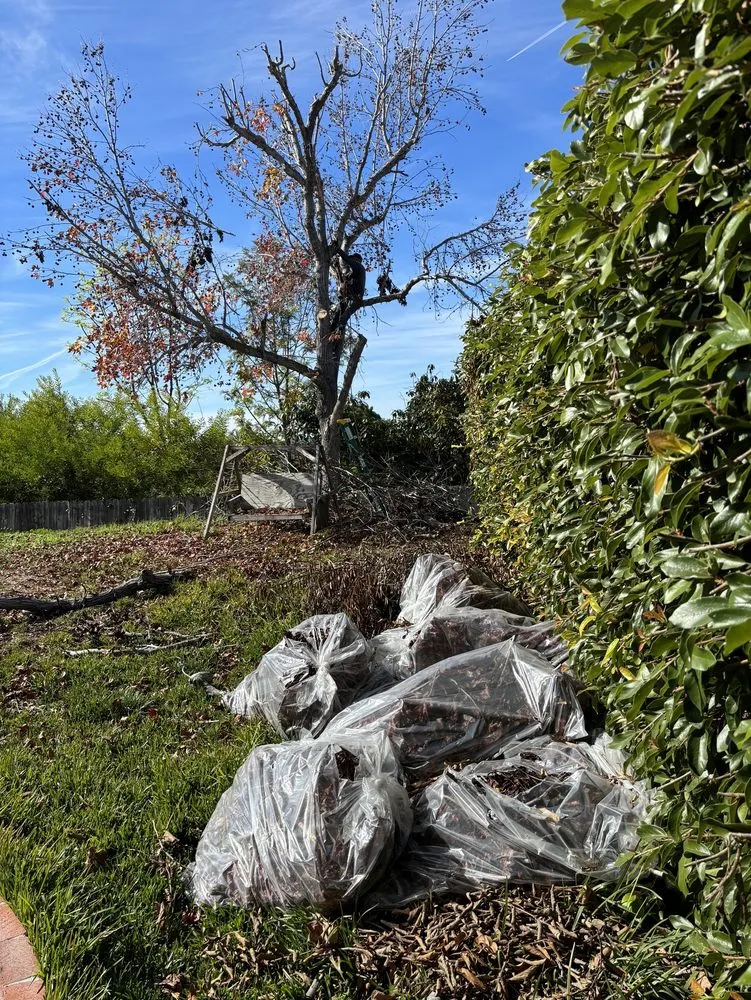 Top-rated lawn care service in San Clemente, CA - Landscaping By Cruz Tree Services