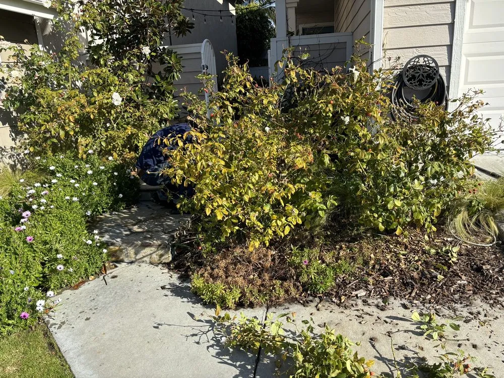 Top-rated landscape design near you in San Clemente, CA by Landscaping By Cruz Tree Services