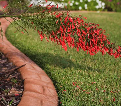 Local yard cleanup service experts serving Inverness, FL - Landscaping by Dave Long