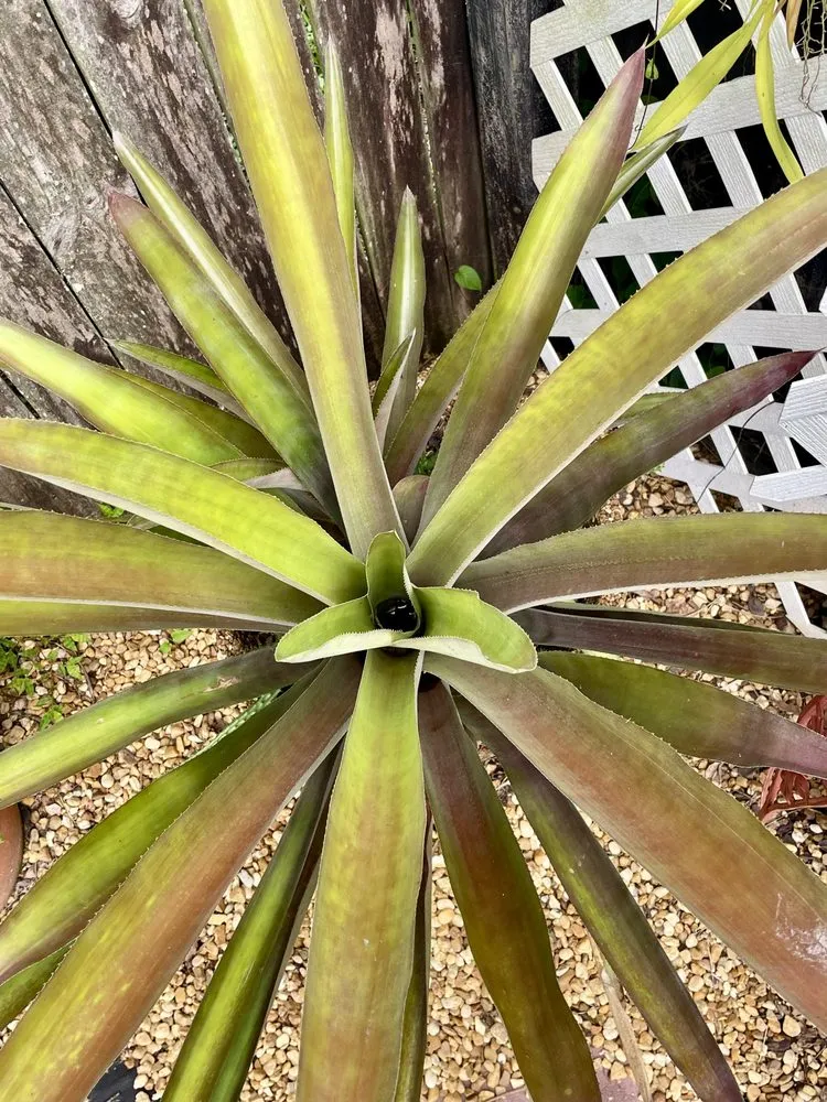 Trusted landscape installation experts serving Greater Northdale, FL - Landscaping By Dustin