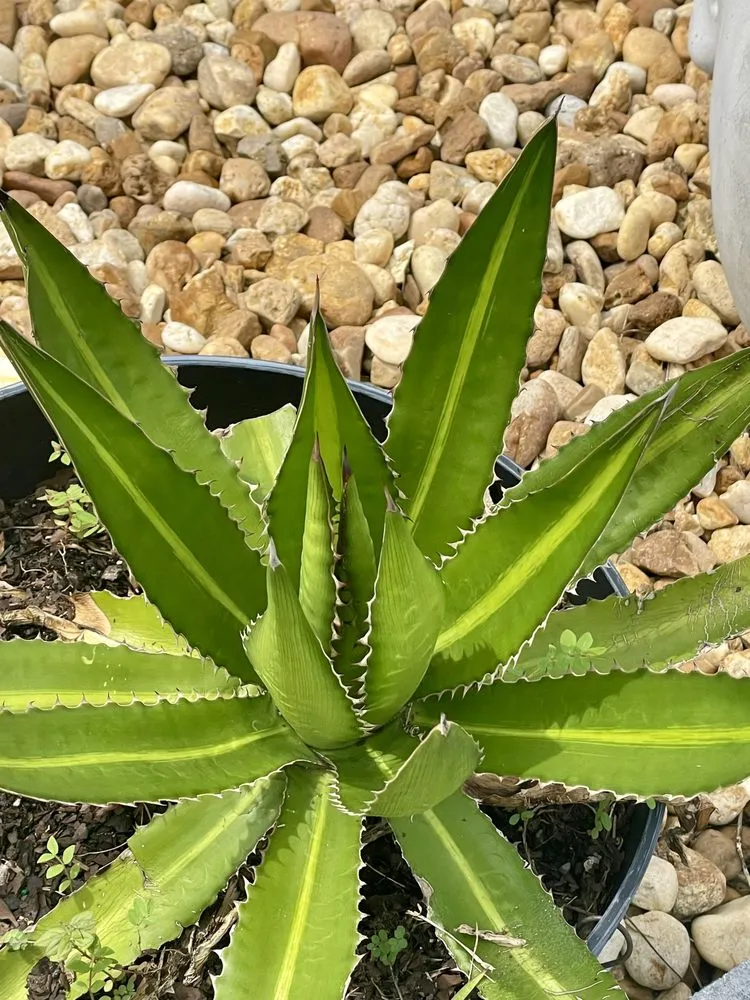 Affordable residential landscaping in Greater Northdale, FL - Landscaping By Dustin