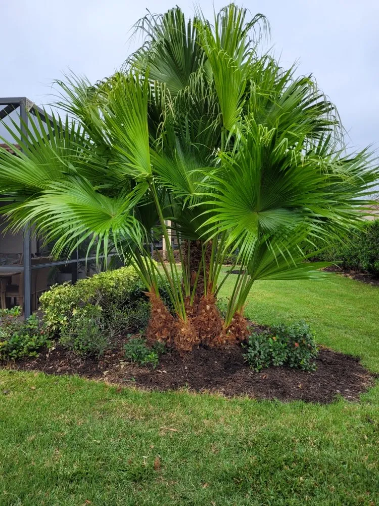 Trusted landscape design for year-round maintenance in Sarasota, FL by Landscaping by Ed
