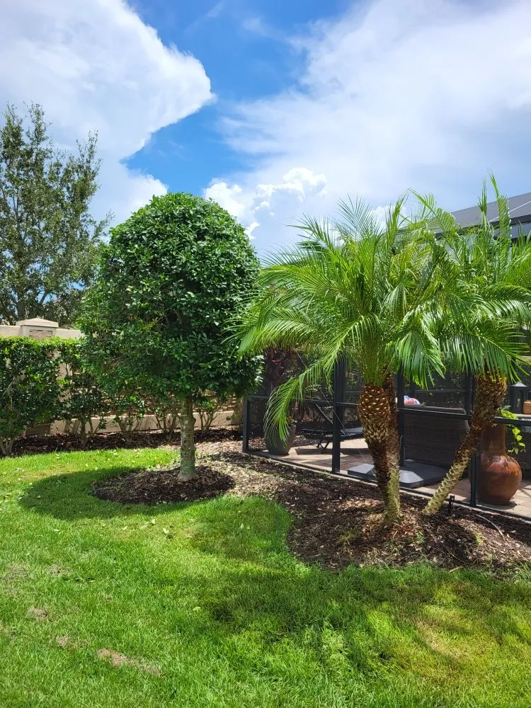 Affordable yard maintenance in Sarasota, FL - Landscaping by Ed