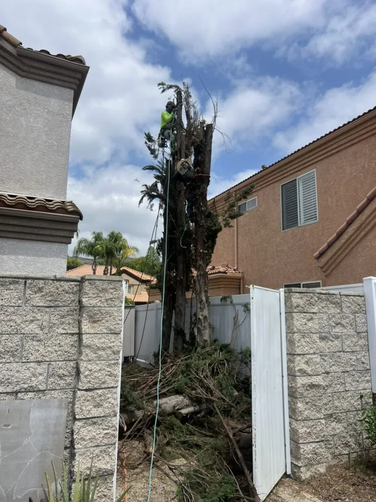 Professional yard cleanup service in Bellingham, WA by Landscaping By Garcia