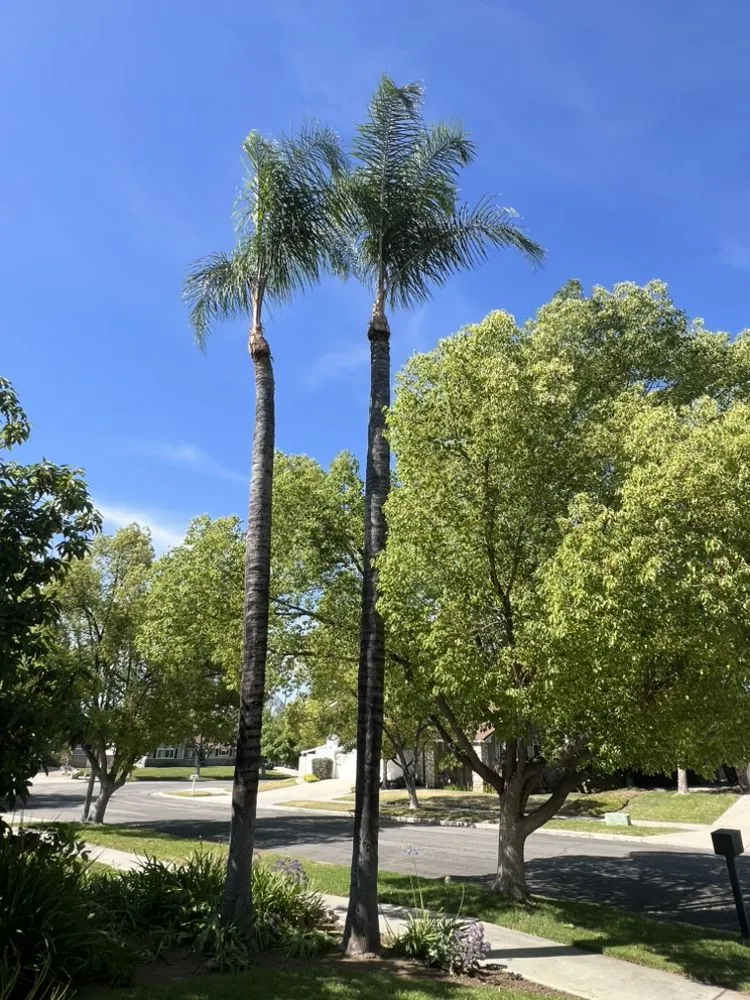 Expert lawn mowing service in Bellingham, WA by Landscaping By Garcia