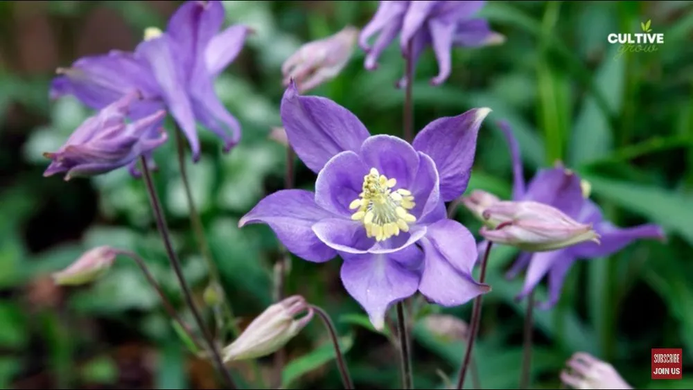 Local landscaping services experts serving Parma Heights, OH - Landscaping By Greeney