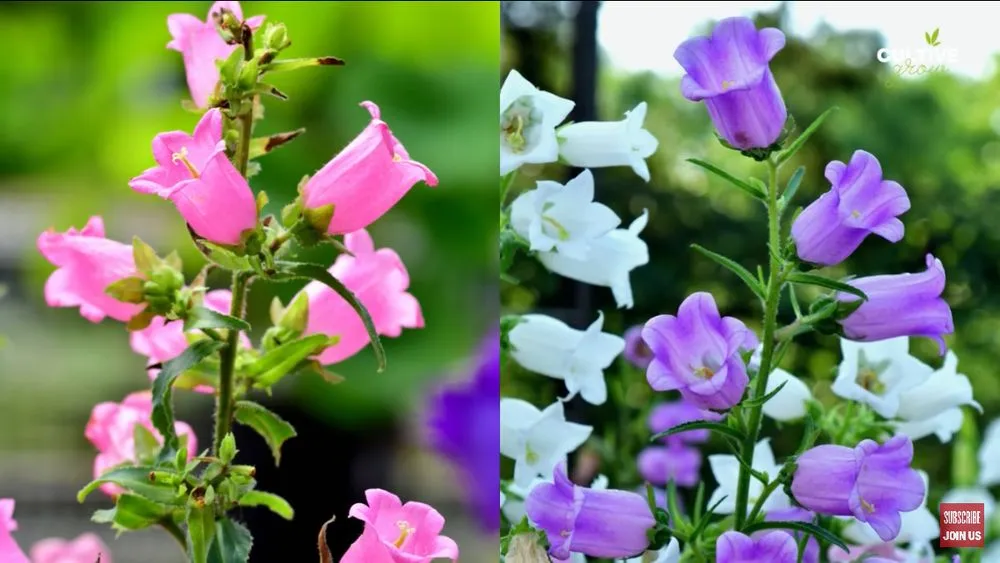 Custom lawn mowing service for outdoor upgrades across Parma Heights, OH - Landscaping By Greeney