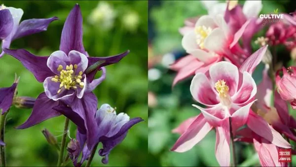 Landscaping By Greeney