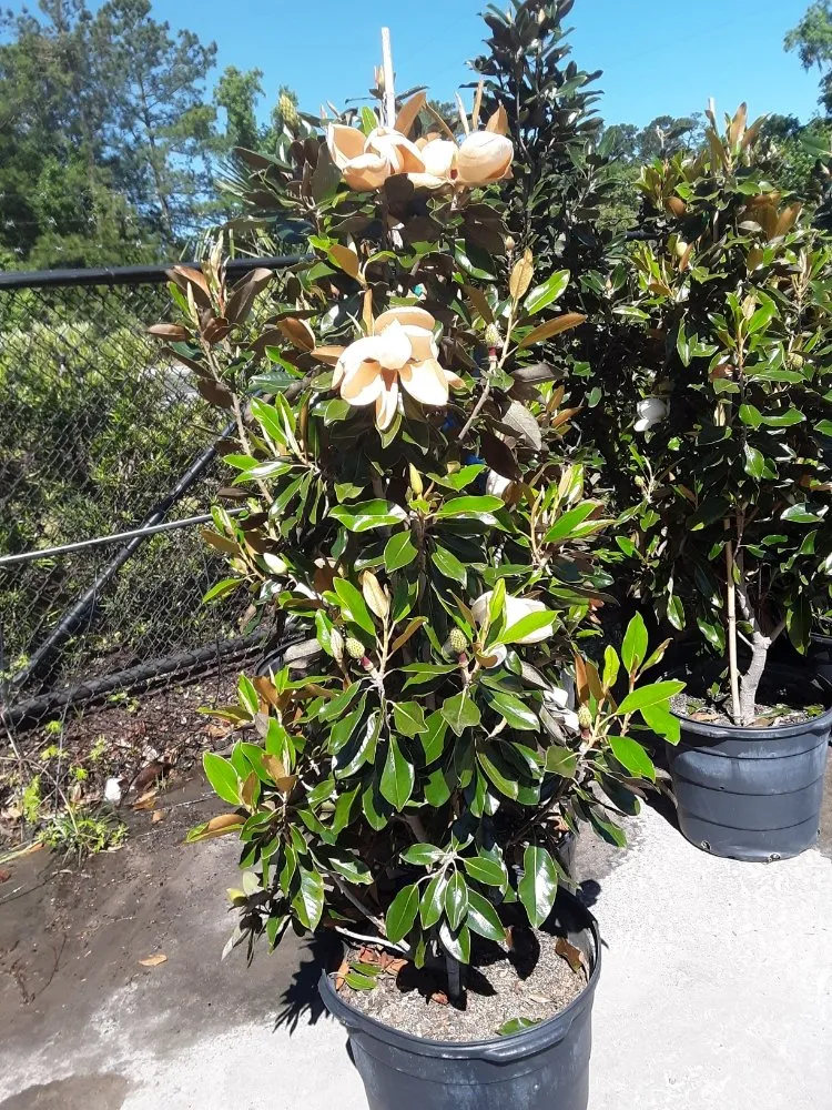 Top-rated lawn care service with custom design across Conway, SC - Landscaping by Marcy