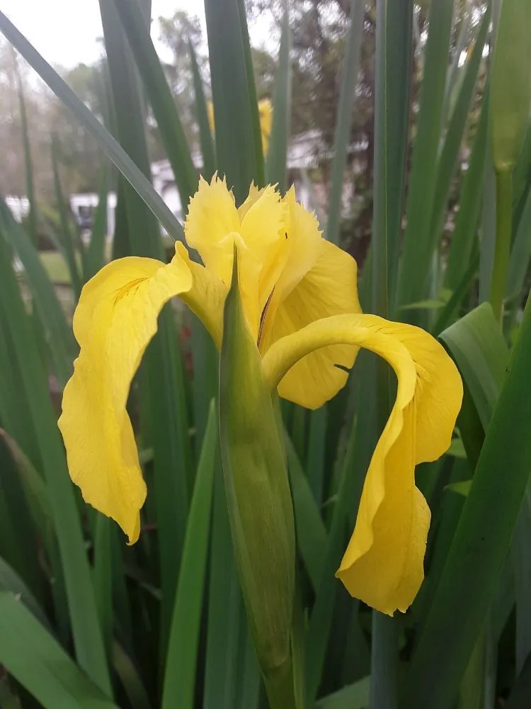 Affordable landscaping services in Conway, SC - Landscaping by Marcy