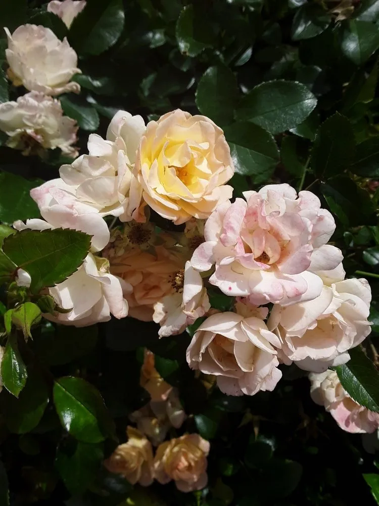 Top-rated landscape installation in Conway, SC by Landscaping by Marcy