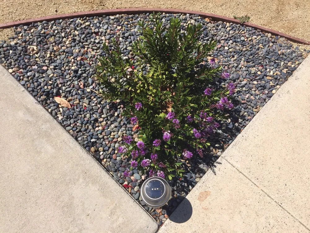 Reliable yard cleanup service in Moorpark, CA by Landscaping by Sam's