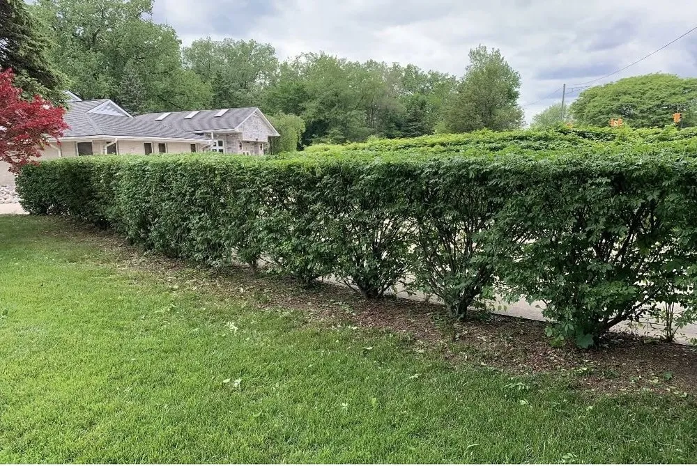 Top-rated yard cleanup service for residential properties across Dearborn Heights, MI - Landscaping By Tony