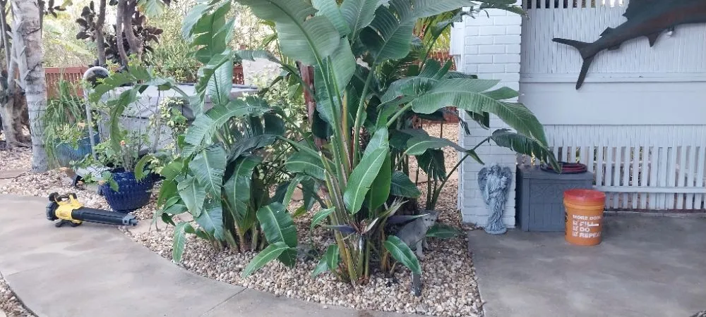 Professional yard maintenance for homes in Brooksville, FL by Landscaping By Vincent