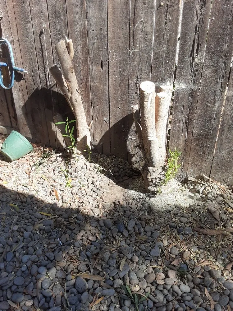 Professional lawn mowing service for outdoor upgrades in Riverbank, CA by LANDSCAPING CALZADA