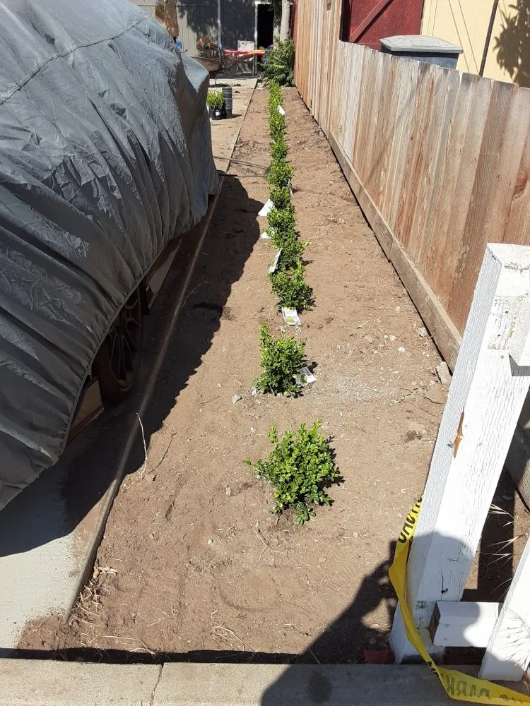 Local garden landscaping in Riverbank, CA by LANDSCAPING CALZADA