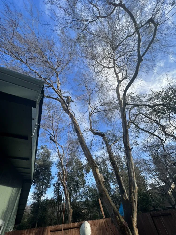 Affordable yard cleanup service for year-round maintenance in Sacramento, CA by Landscaping Corza