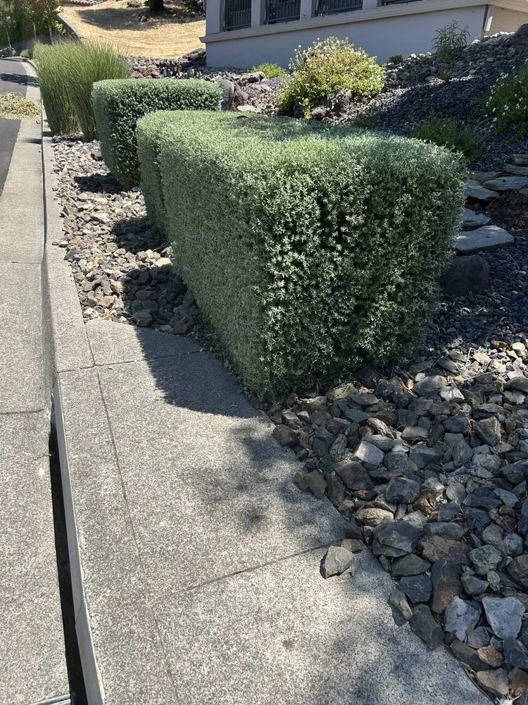 Expert lawn care service for residential properties across Fairfield, CA - Landscaping Del Sol