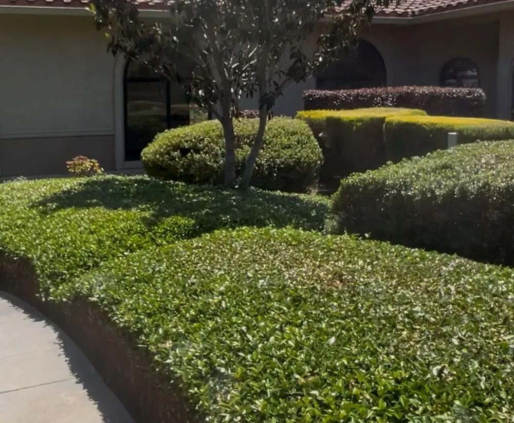 Professional yard cleanup service for residential properties across Fairfield, CA - Landscaping Del Sol