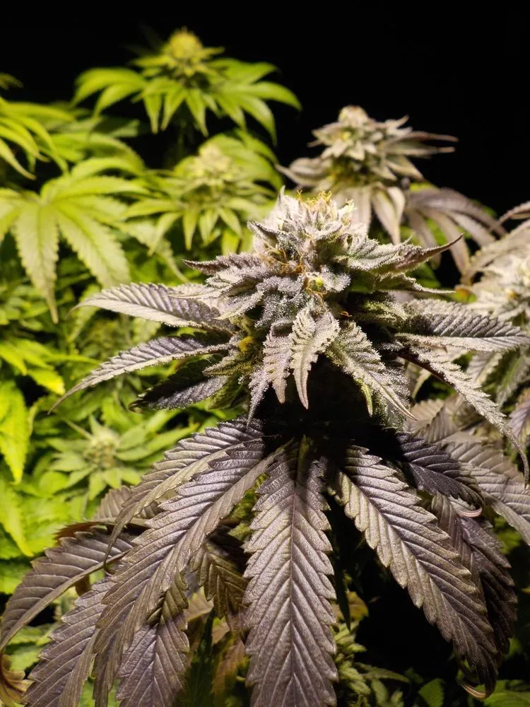 Top-rated yard maintenance in Chester, PA by Landscaping Done Right