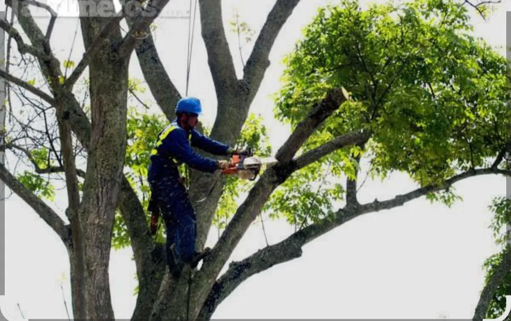Affordable yard maintenance in Dallas, TX by Landscaping Edwin