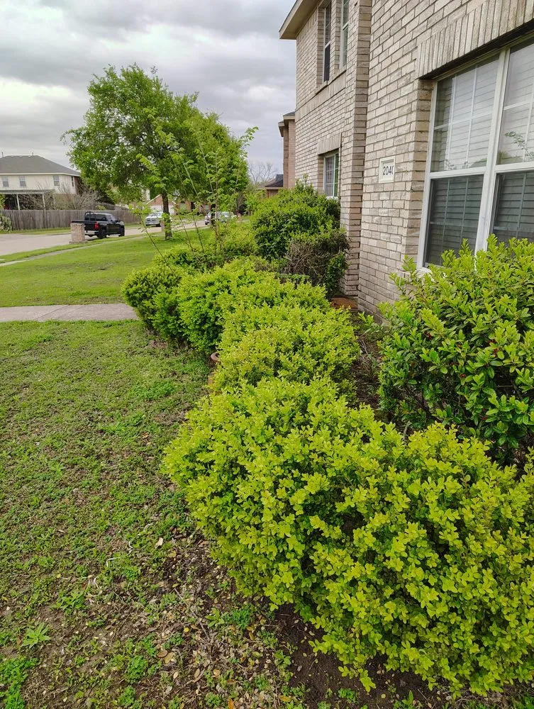 Trusted yard maintenance for year-round maintenance in Dallas, TX by Landscaping Edwin