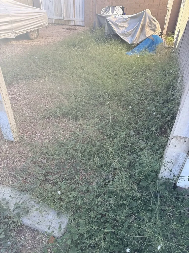 Reliable landscape installation with custom design across Phoenix, AZ - Landscaping El Saguaro