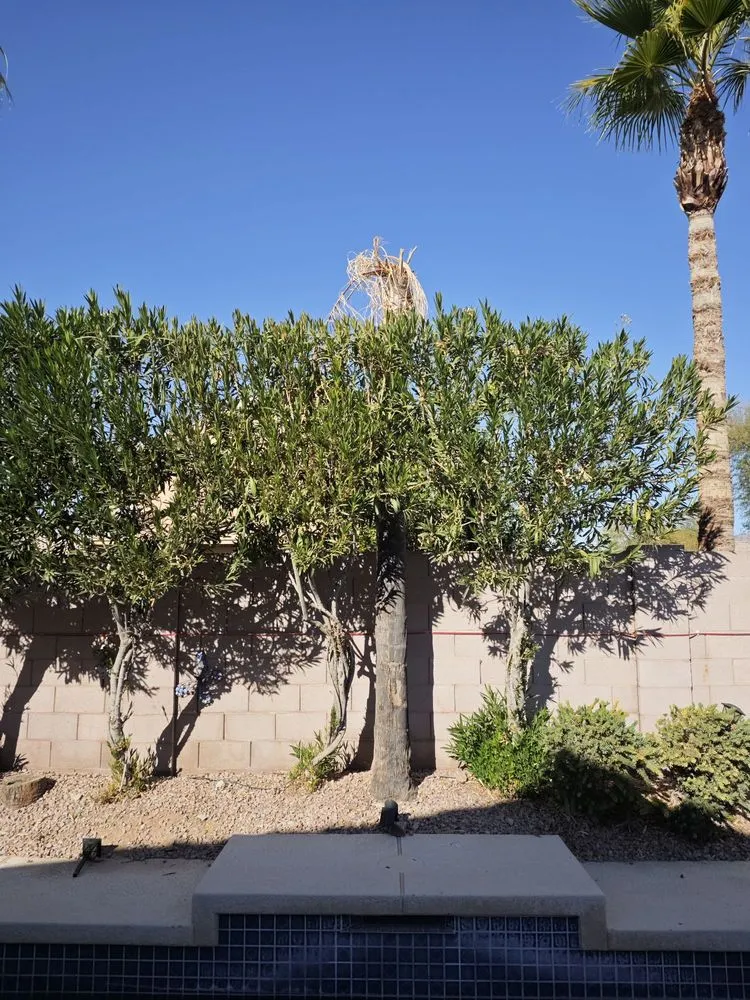 Expert yard cleanup service for outdoor upgrades across Phoenix, AZ - Landscaping El Saguaro