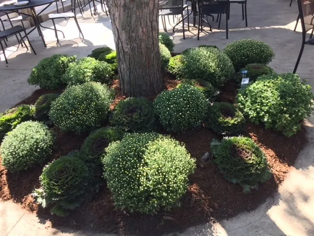 Affordable landscaping services for residential properties in Des Plaines, IL by Landscaping Express First