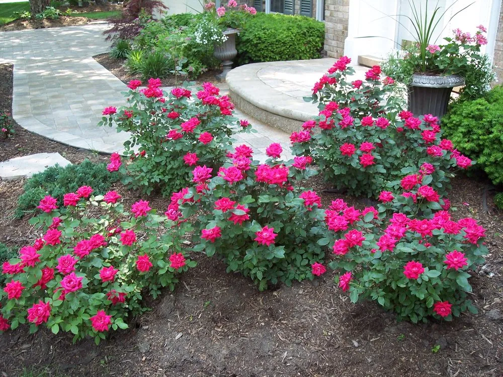 Professional lawn care service for year-round maintenance in Barteltt, IL by Landscaping For All