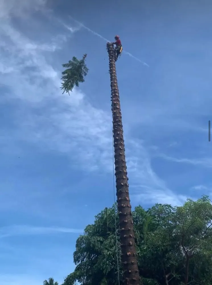 Affordable yard cleanup service in Miami, FL by Landscaping Four Seasons