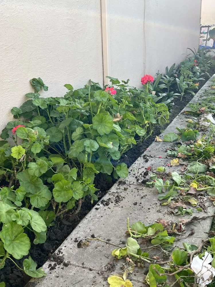 Reliable residential landscaping experts serving Oxnard, CA - Landscaping Garden Cleaning Service Soto