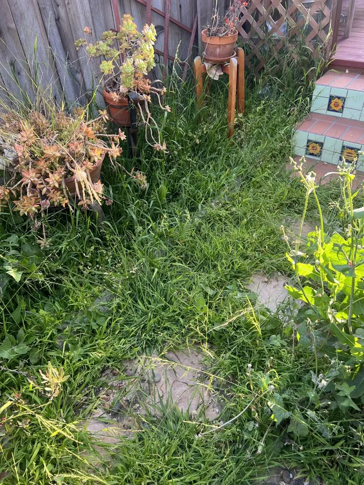 Local yard cleanup service experts serving Oxnard, CA - Landscaping Garden Cleaning Service Soto