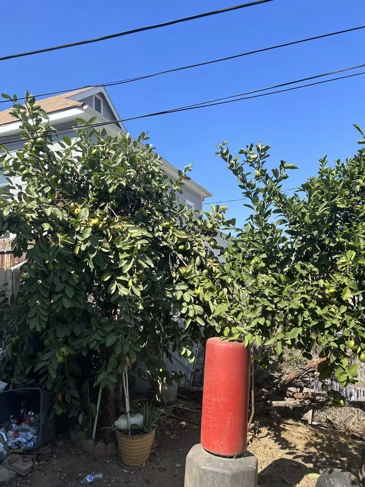 Expert yard maintenance in Oxnard, CA - Landscaping Garden Cleaning Service Soto