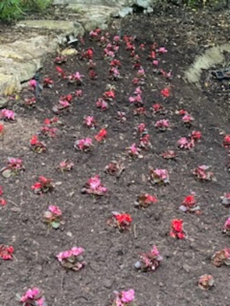 Trusted residential landscaping in Oxnard, CA by Landscaping Garden Service Soto