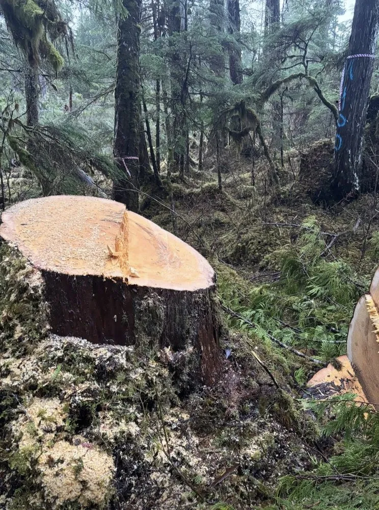 Expert landscape design with custom design across Waldorf, MD - Landscaping Greenmaster