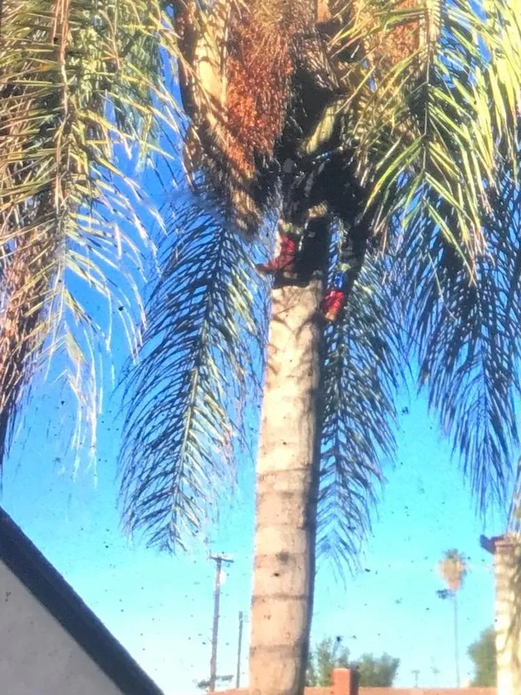 Reliable lawn mowing service with custom design across Inglewood, CA - Landscaping Guerrero Family