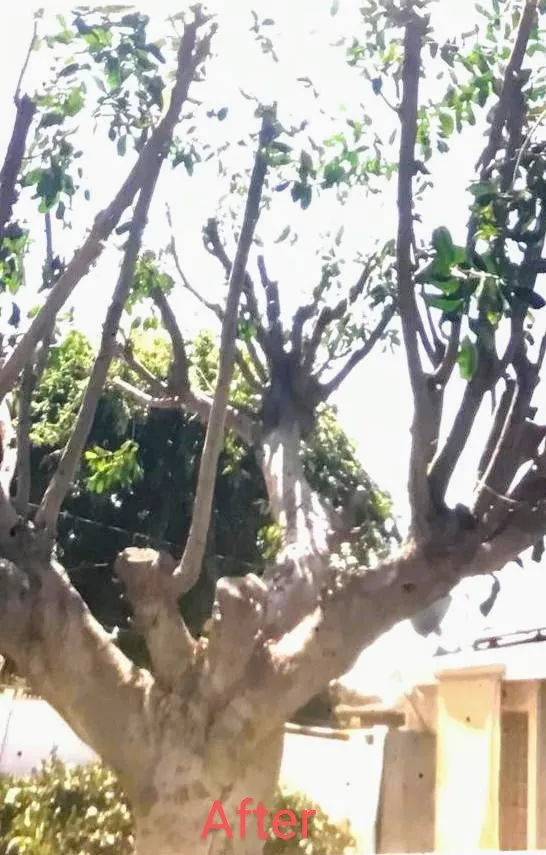 Custom landscape installation in Inglewood, CA - Landscaping Guerrero Family