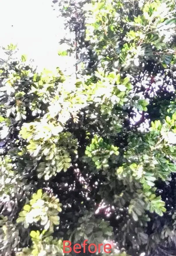 Reliable garden landscaping for homes in Inglewood, CA by Landscaping Guerrero Family