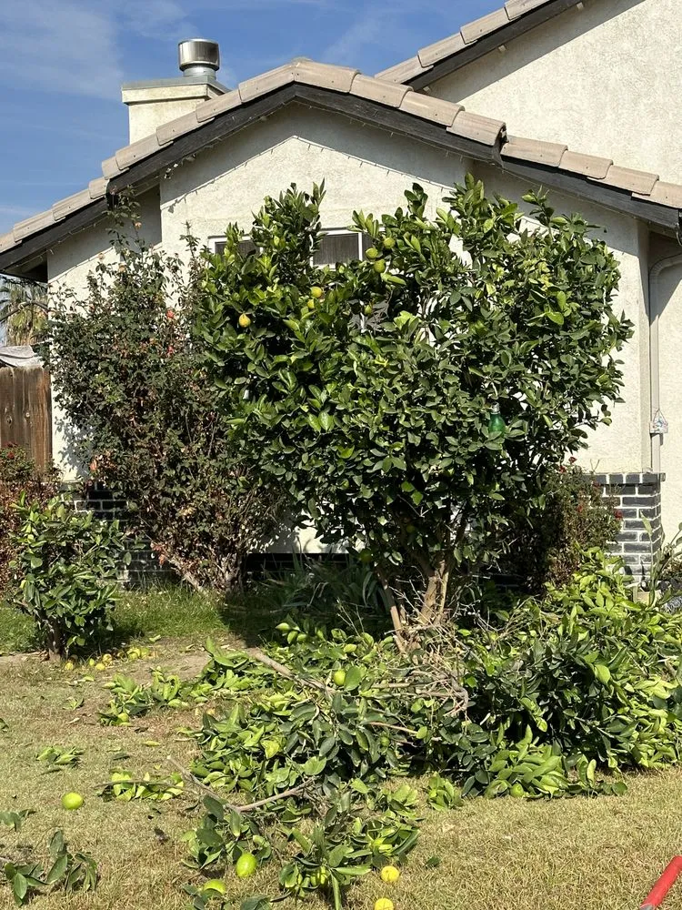 Professional lawn care service in Bakersfield, CA by Landscaping Haulers