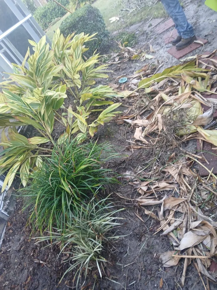 Reliable lawn care service in Tampa, FL - Landscaping Heandscrafted Portillo