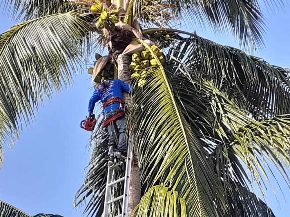 Local landscape design for outdoor upgrades across Bonita Springs, FL - Landscaping In General Hernandez