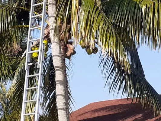 Landscaping In General Hernandez Logo