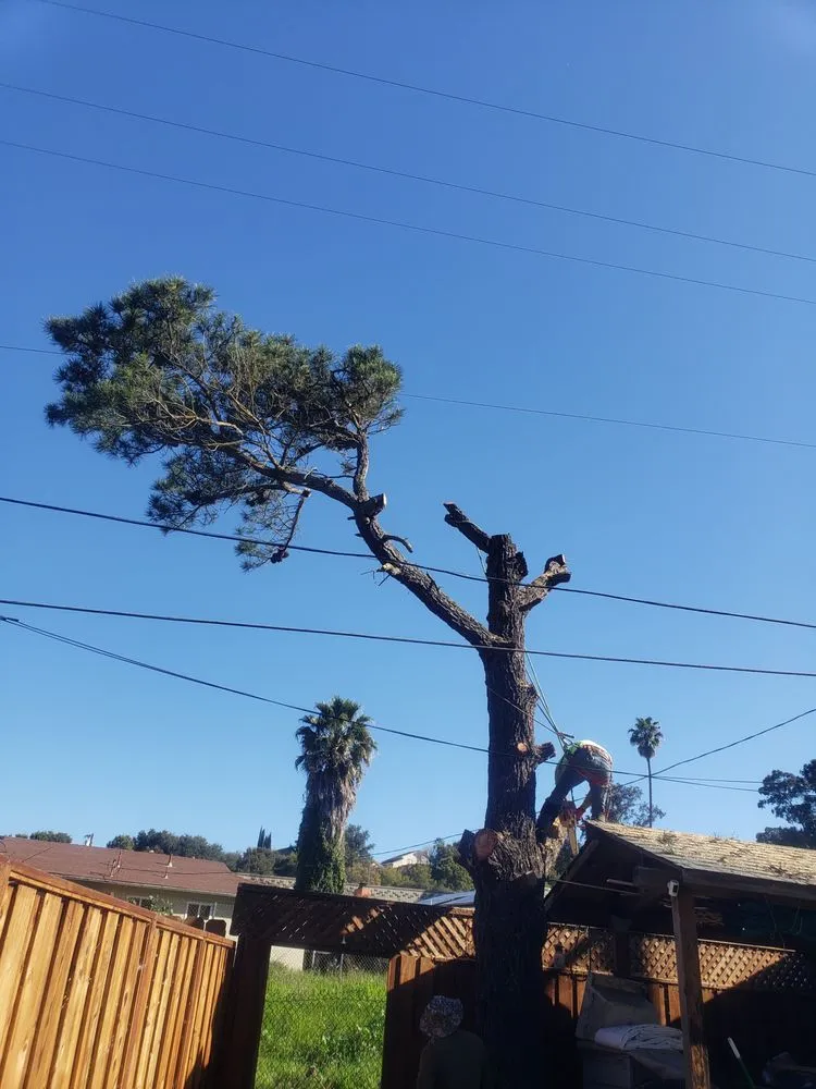 Custom lawn mowing service in San Pablo, CA by Landscaping Jose's