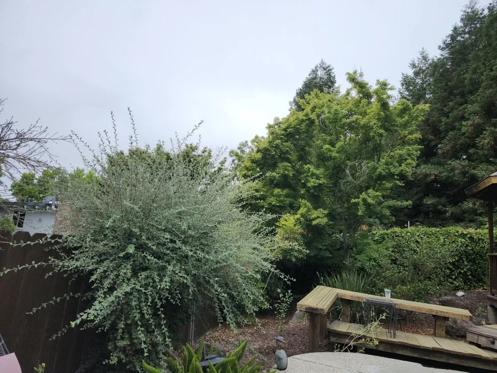 Reliable landscape design near you in San Pablo, CA by Landscaping Jose's