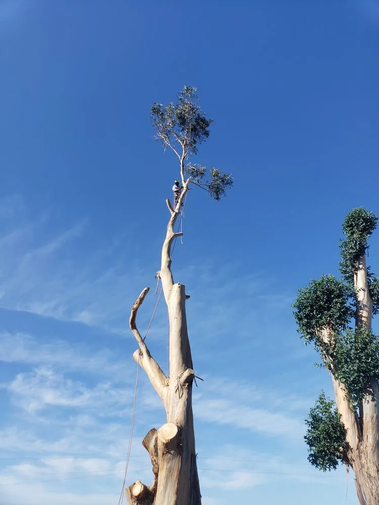 Reliable yard maintenance in San Pablo, CA by Landscaping Jose's